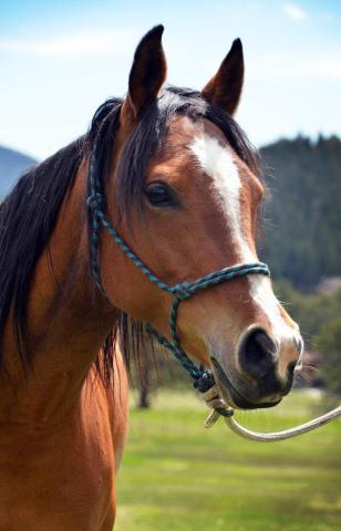 Belle Head Shot