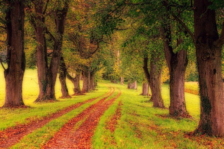 tree, avenue, nature, path to success