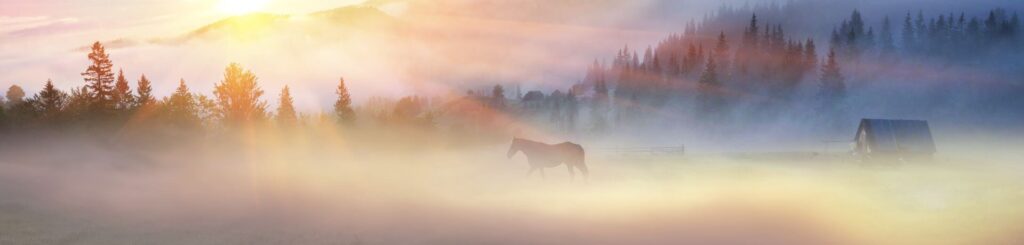 Horses In the Mist